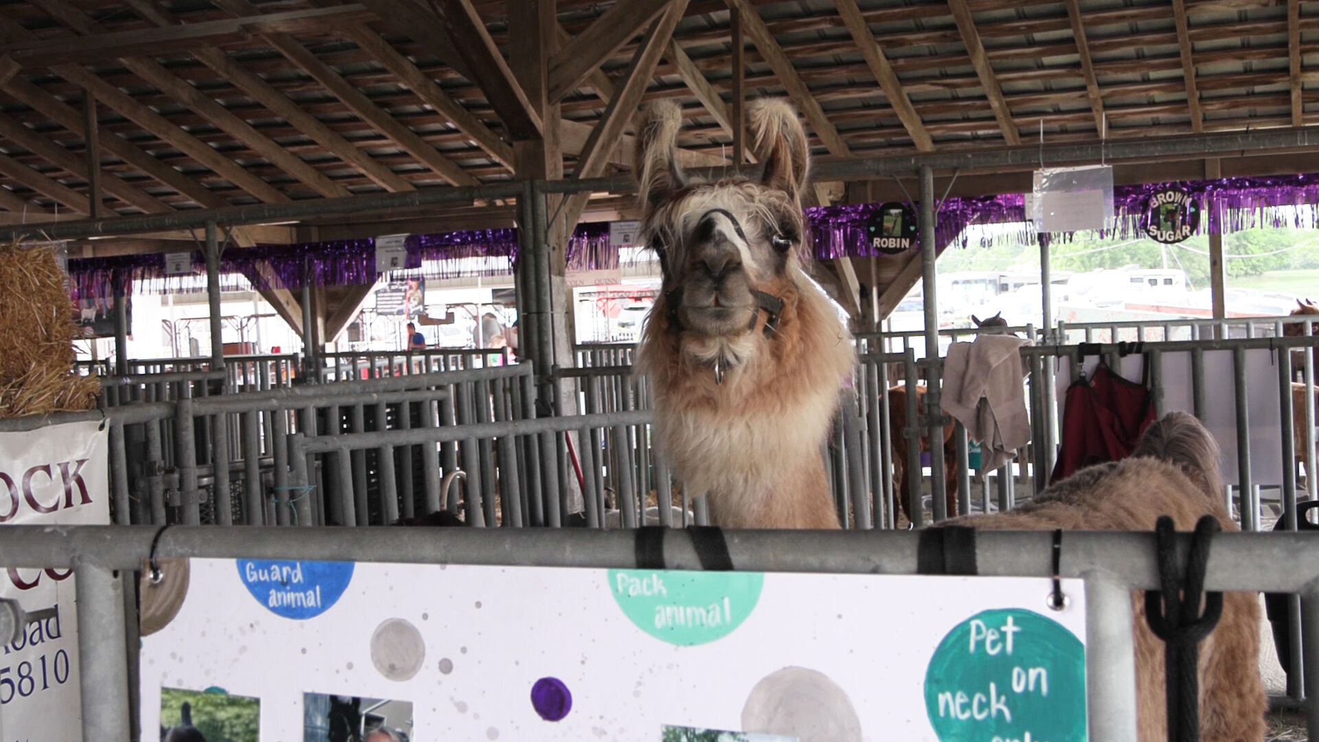 Fair competitors share their love for Llamas and Alpacas